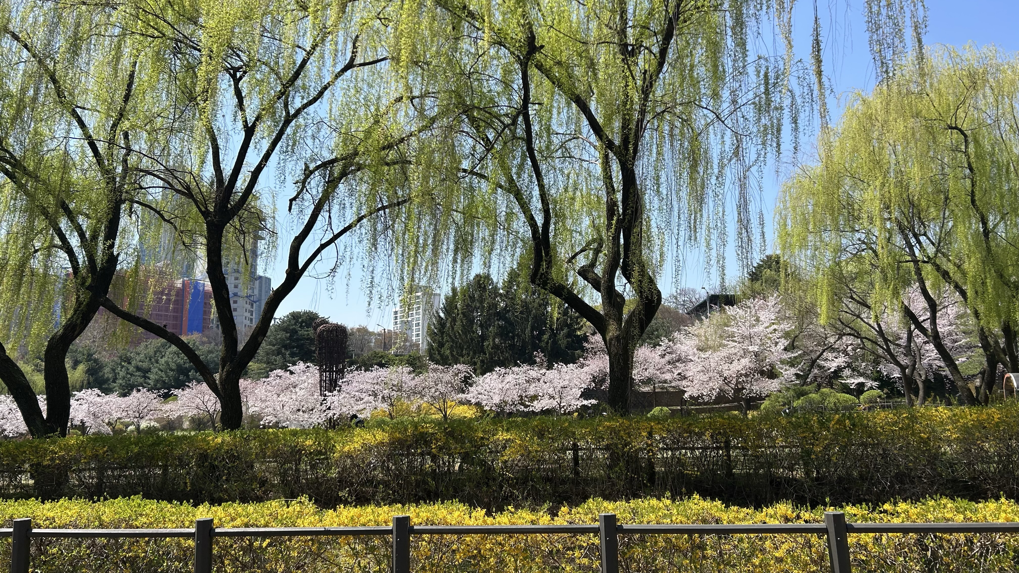 0405-0411 벚꽃의 압박